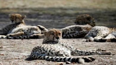 Photo of देश में इन हिरणों का शिकार कर अपनी भूख मिटाएंगे चीते, कूनो नेशनल पार्क में छोड़े गए 181 चीतल