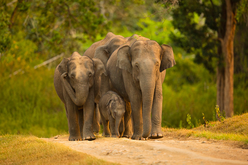 Photo of कहानी-हाथियों का परिवार