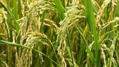 Photo of बारिश ने चावल के उत्‍पादन का बिगाड़ा गणित, बढ़ेगी कीमतें!