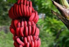 Photo of पोषक तत्‍वों का खजाना है लाल केला, सेहत को देता है कमाल के फायदे